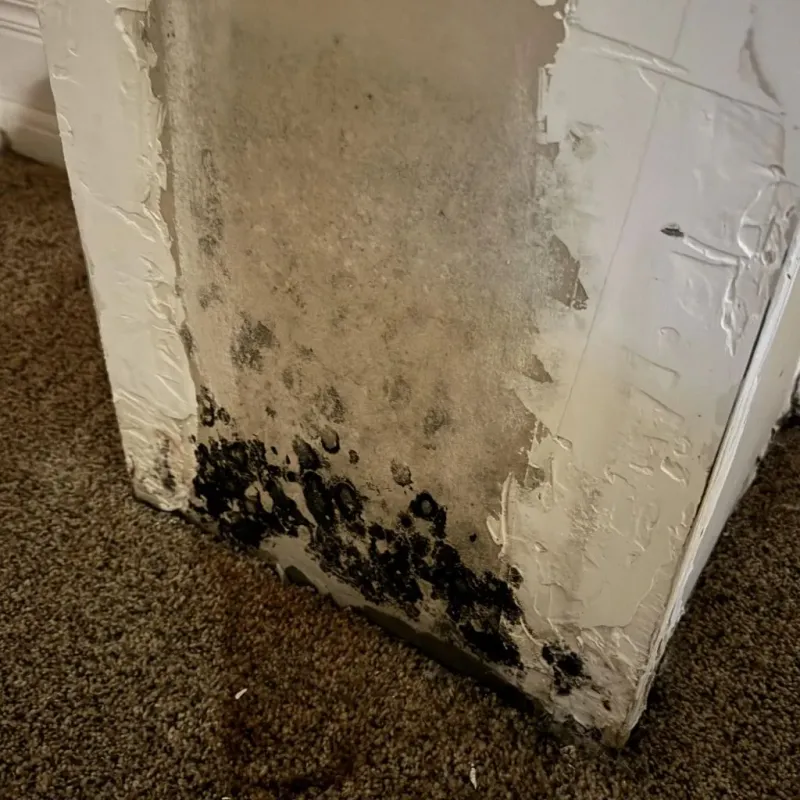 Professional Mold Removal in Hillsboro, ND